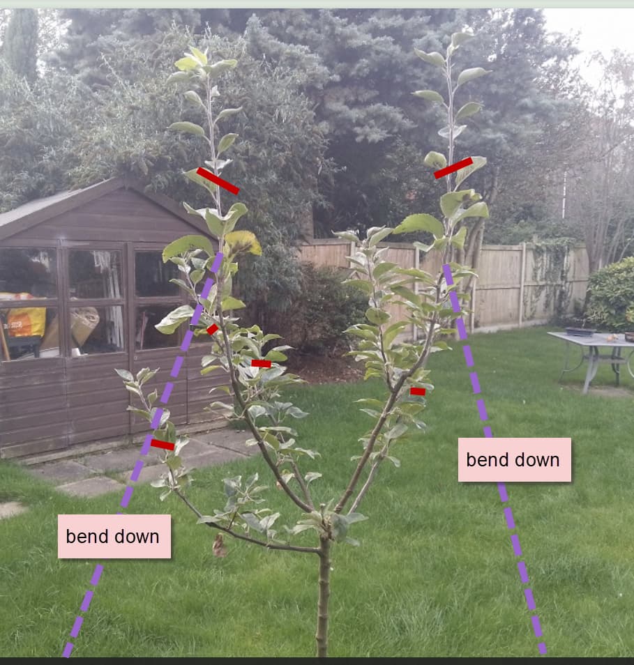 Should I prune this apple tree or leave it alone to grow more first ...
