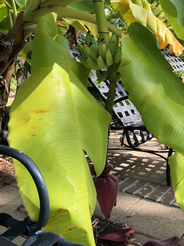 Fruit Tree Recommendations For Zone 9A Louisiana General Fruit 