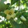 Weber American persimmons flowers