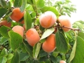 Maekawa Jiro persimmon