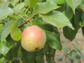 garber pear