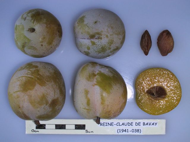 Bavay Plum size picture