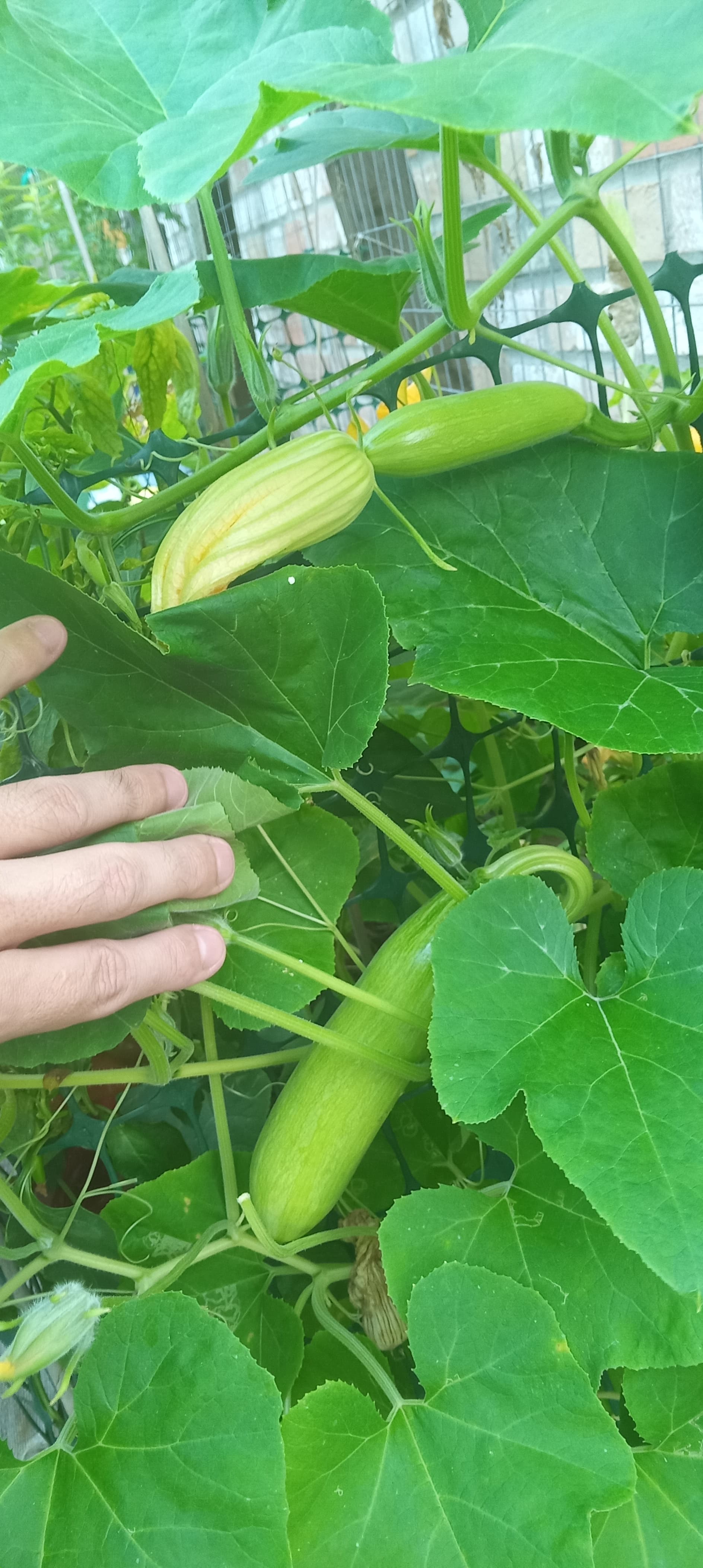 Asian Climbing Zucchini General Gardening Growing Fruit