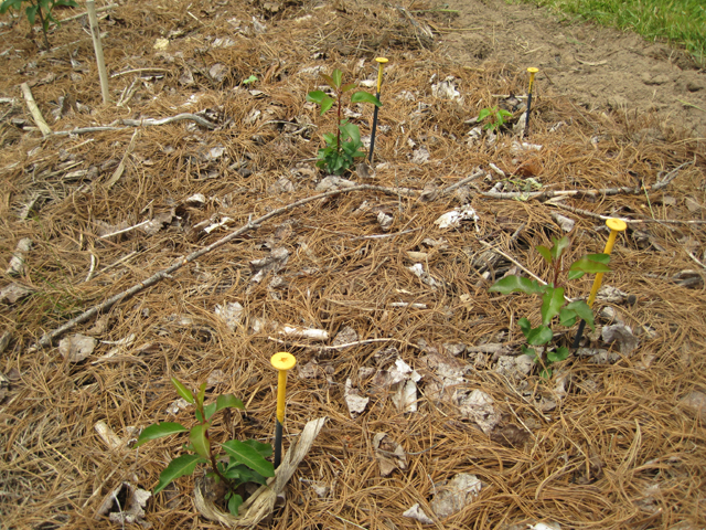 pear-seedlings2018-gf