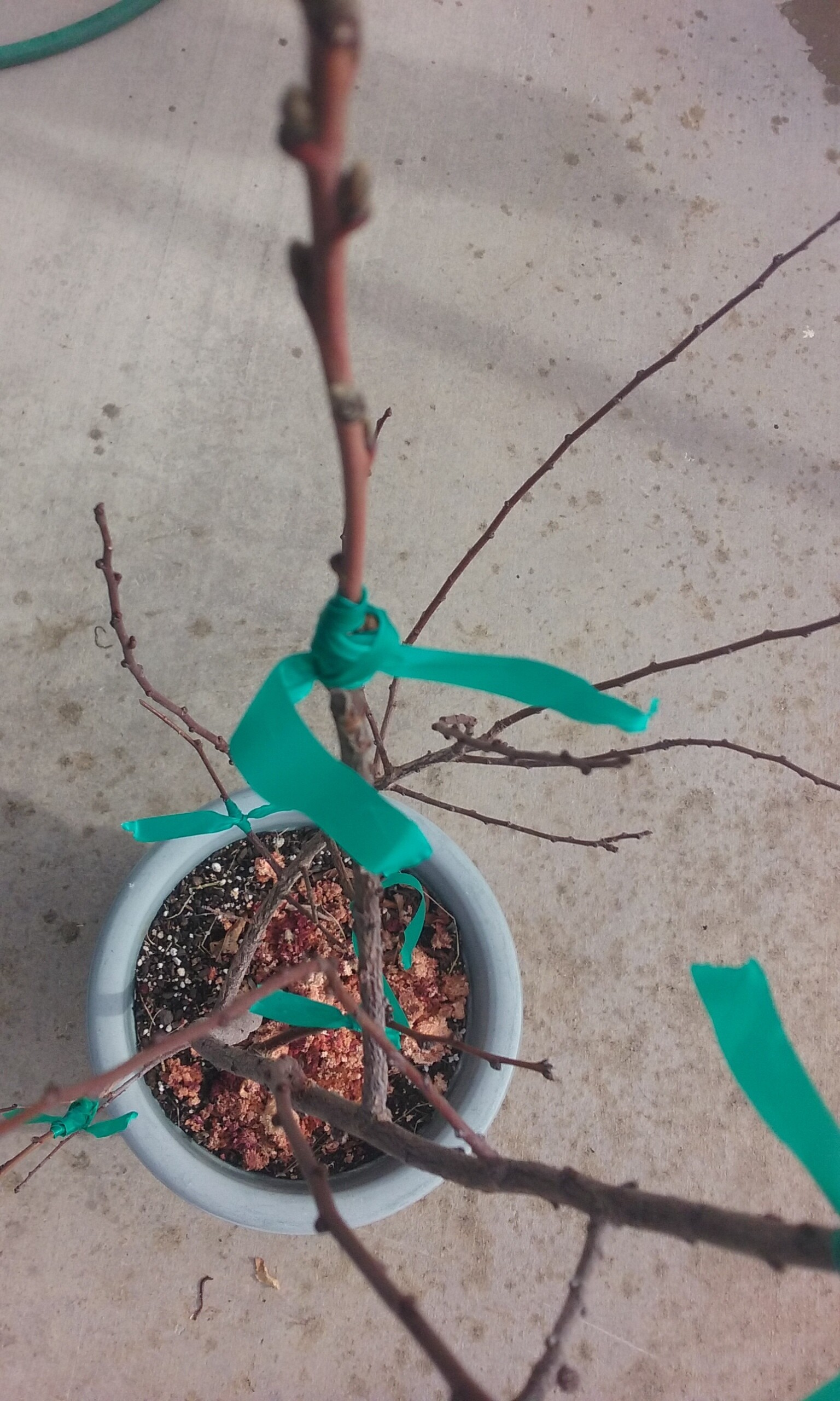 Bark is Slipping. Time for Tbudding General Fruit Growing Growing Fruit