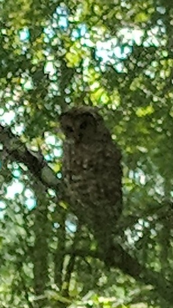 IMG_20180807_165508~2