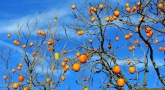 persimmons hanging on the tree after the leaves have fallen