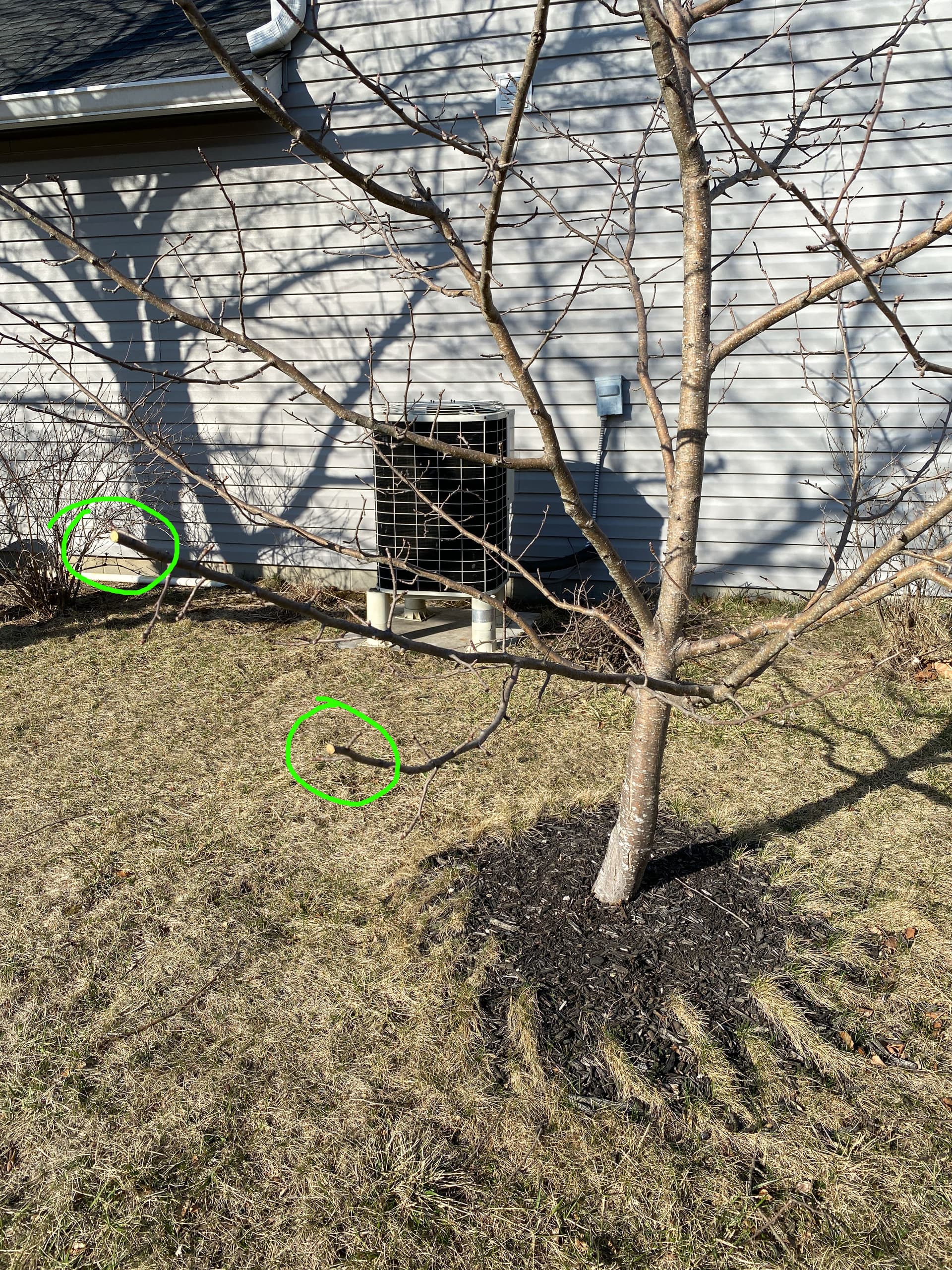 Looking for Apple Pruning Advice - General Fruit Growing - Growing Fruit