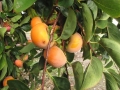 Early Fuyu persimmon