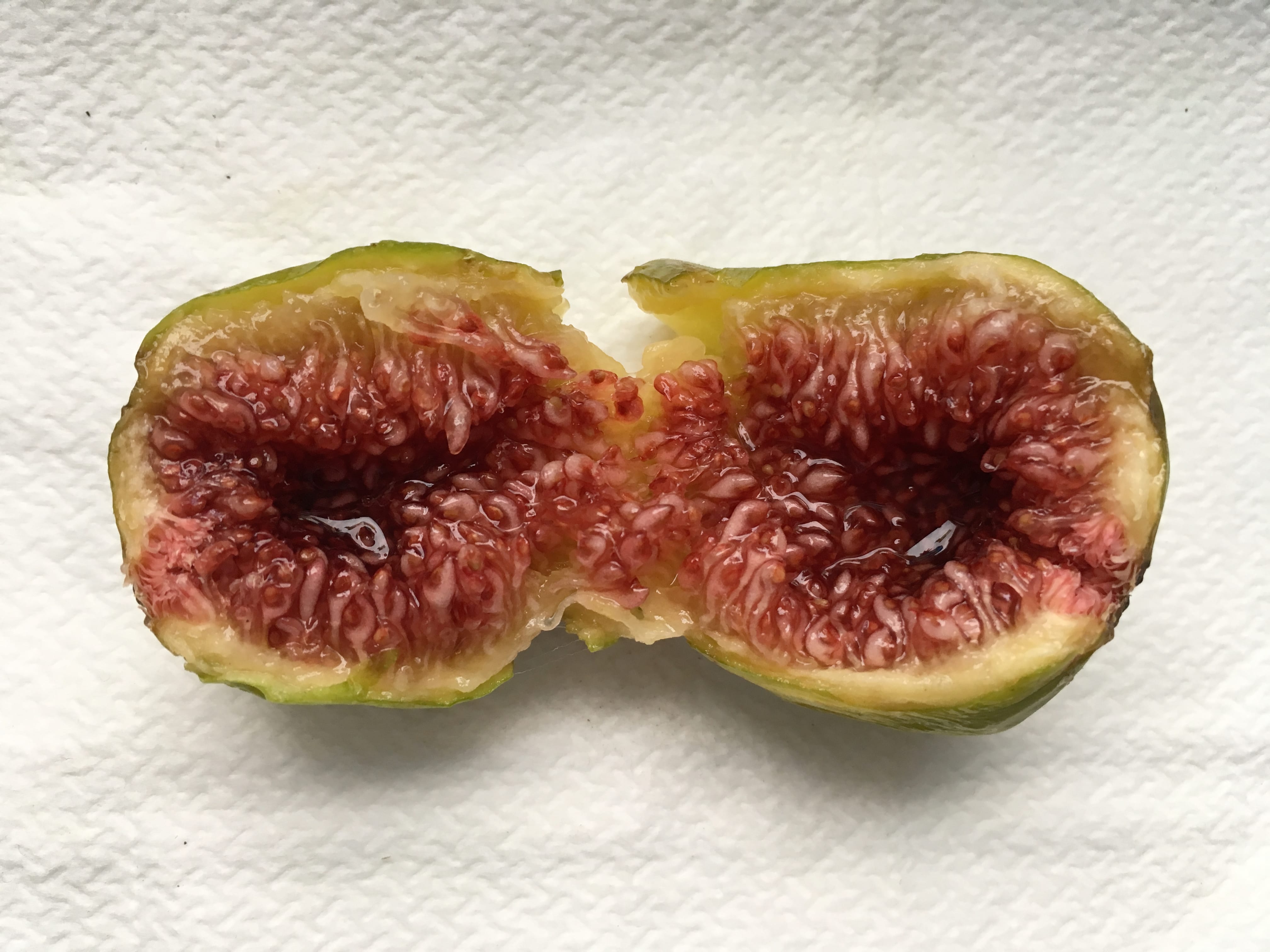 The 2017 fig season General Fruit Growing Growing Fruit