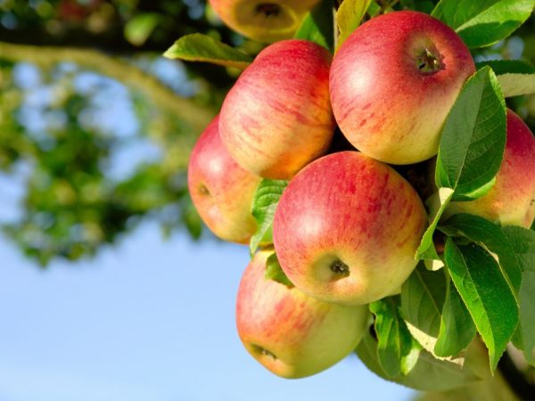 Growing an apple tree Cinnamon striped