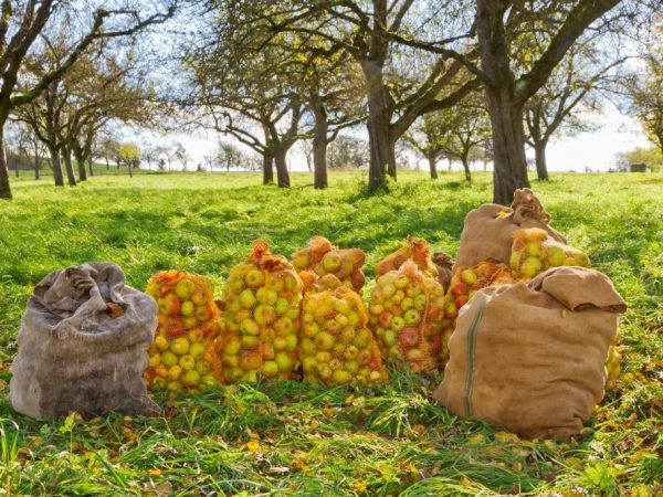 You can get 150 kg of fruits from one tree