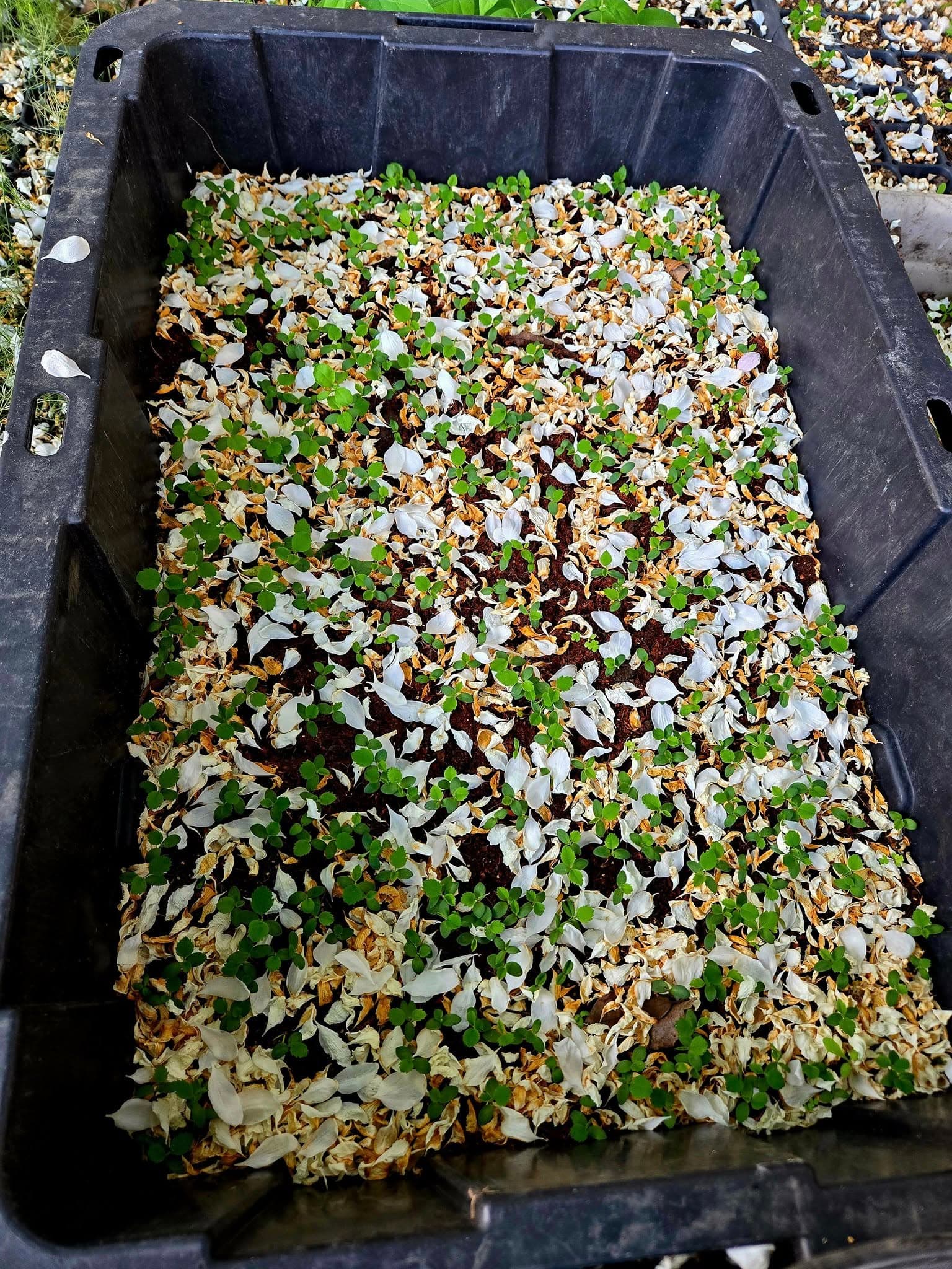 Juneberry from seed - Page 4 - General Fruit Growing - Growing Fruit