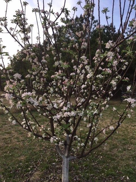 dorsett golden in bloom Feb 18th 2018