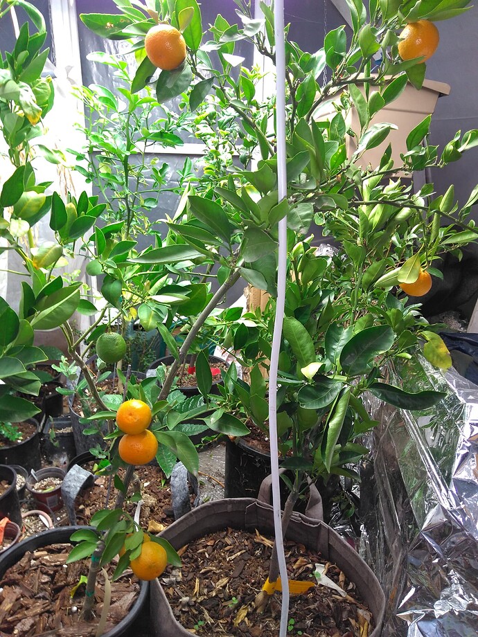 0658f522772b740ffa2ee63054ac9e6500d8f92e_2_690x920