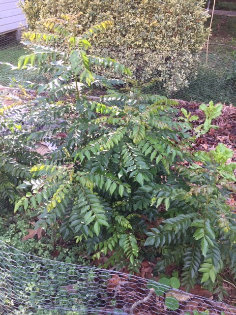 56277452018__0BAB53A3-A4A2-4763-8298-EE09DA1EE636