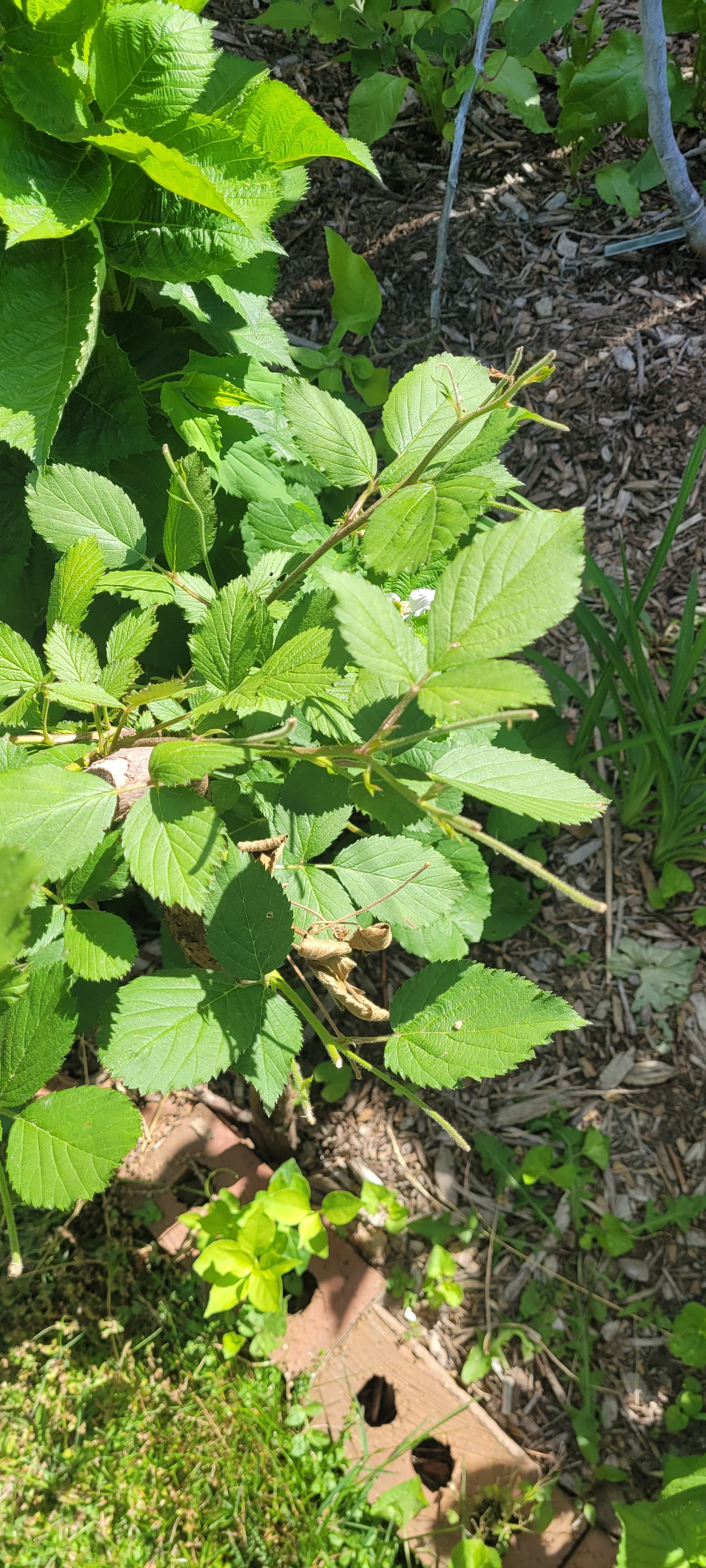 So Hard T Raspberry What eats hard, green raspberries? - General Fruit Growing - Growing Fruit