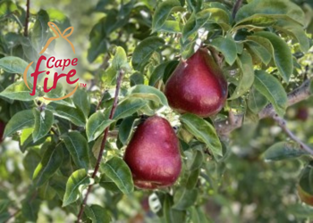 Cape Fire wLogo Web