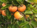 Maekawa Jiro persimmon