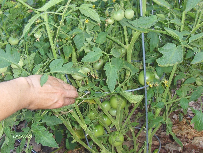 Tomatoes so far in zone 5b/6a General Gardening Growing Fruit