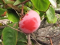 Izu persimmon
