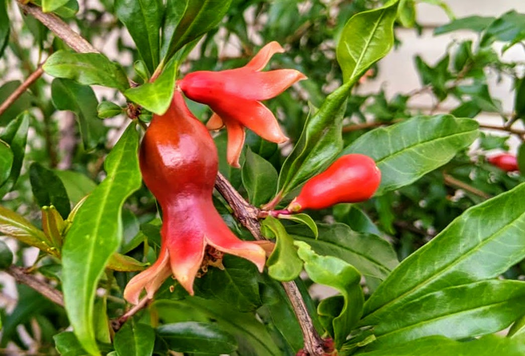 Pomegrante%201%20%2007-07-20