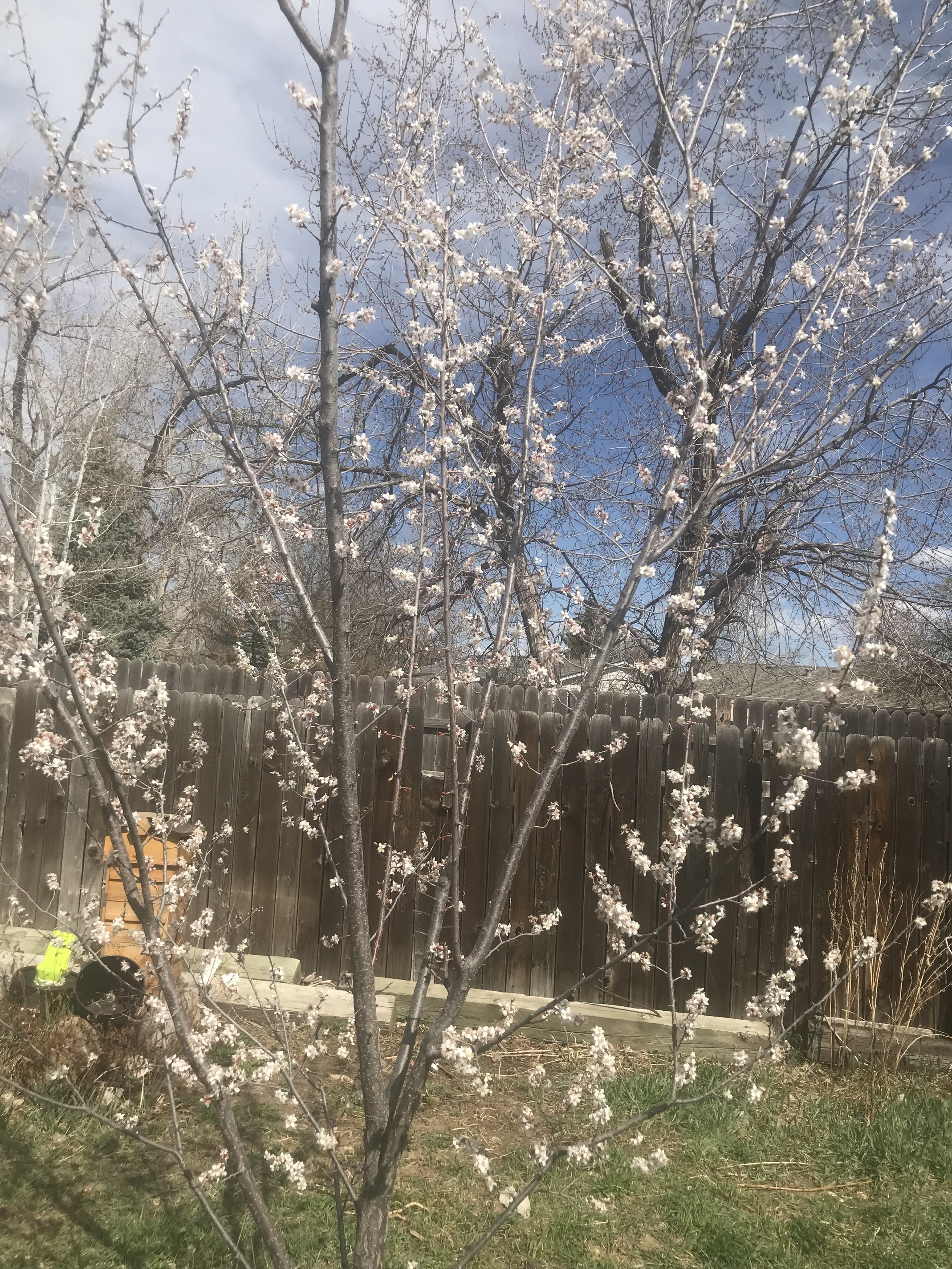 Ghost Apple - General Fruit Growing - Growing Fruit