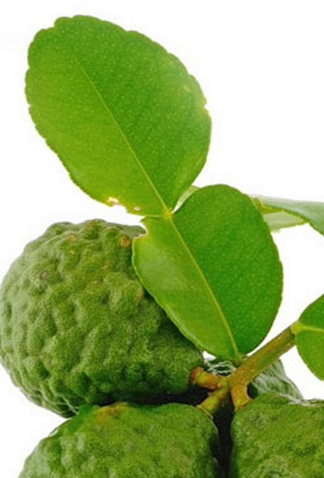 Screenshot_20250106_194116