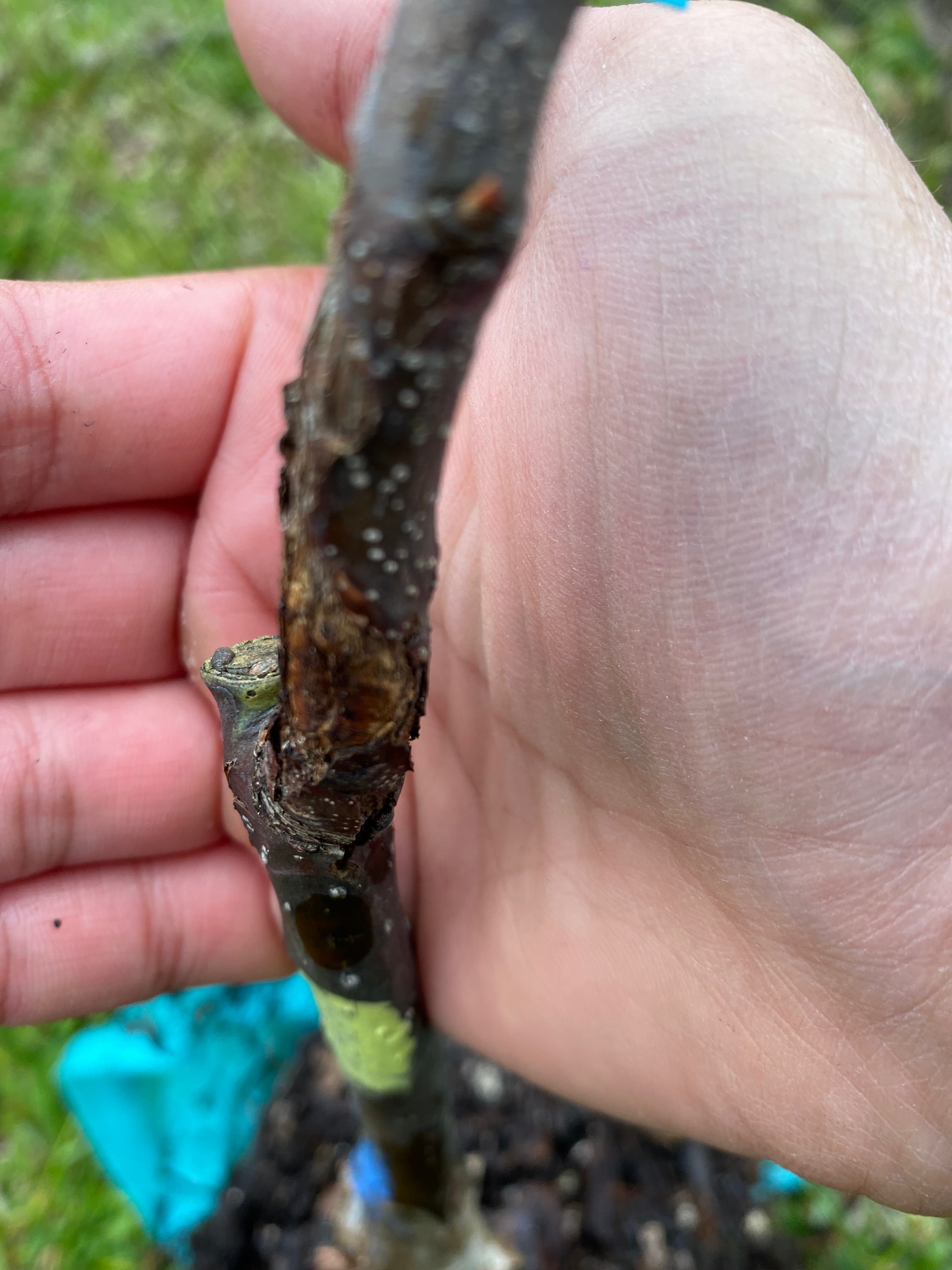 Need help to identify if this is fireblight - General Fruit Growing ...