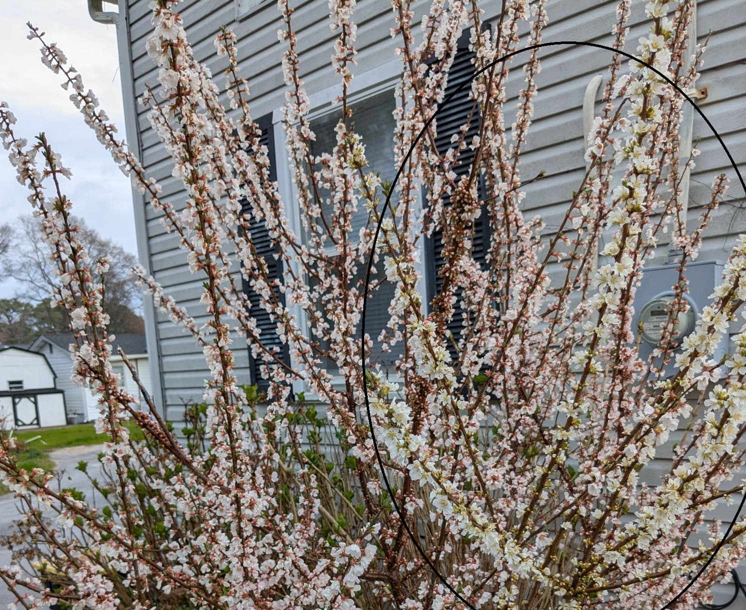 Nanking cherry drops fruit - General Fruit Growing - Growing Fruit