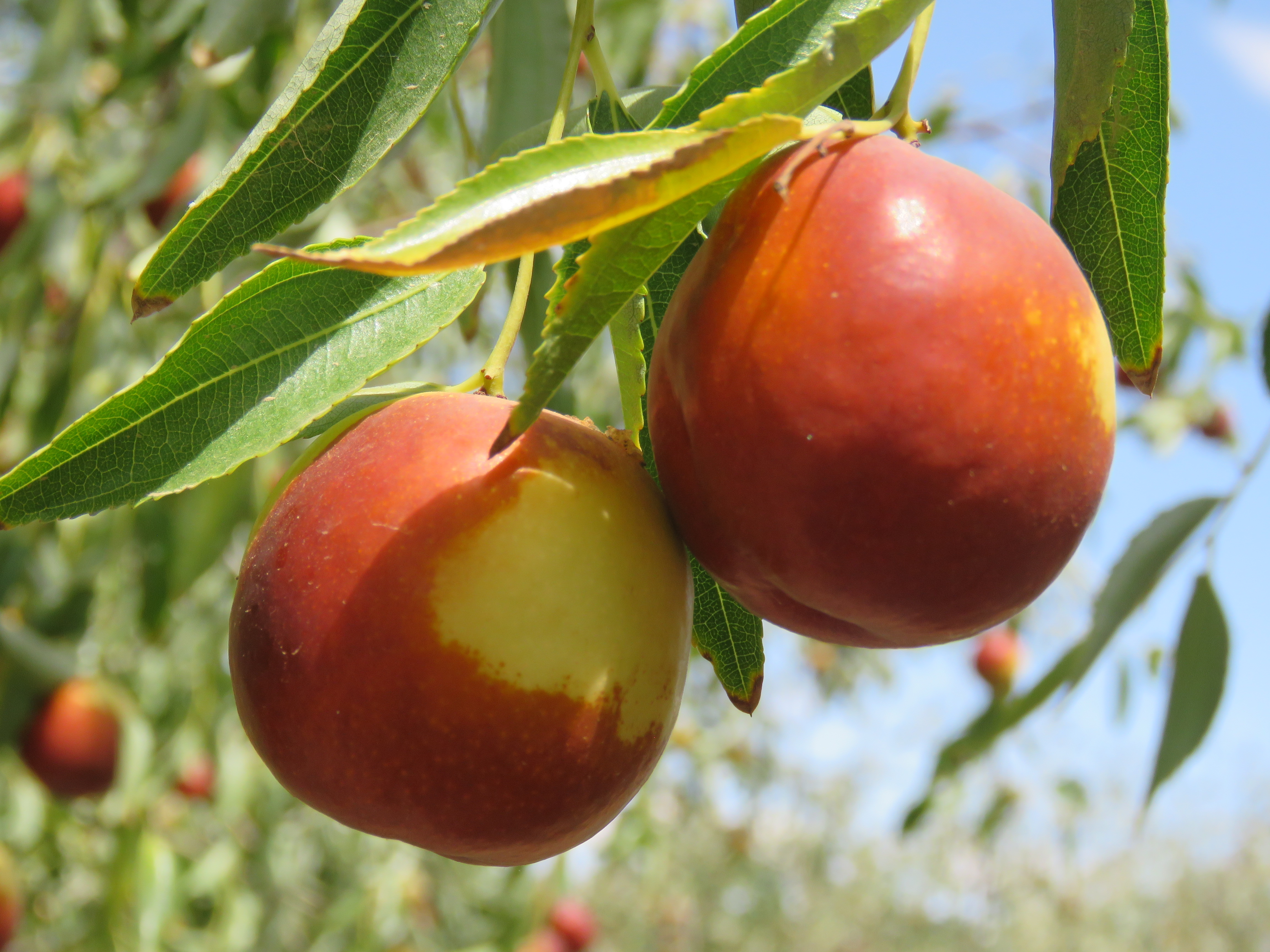 Jujube variety - Zaocuiwang