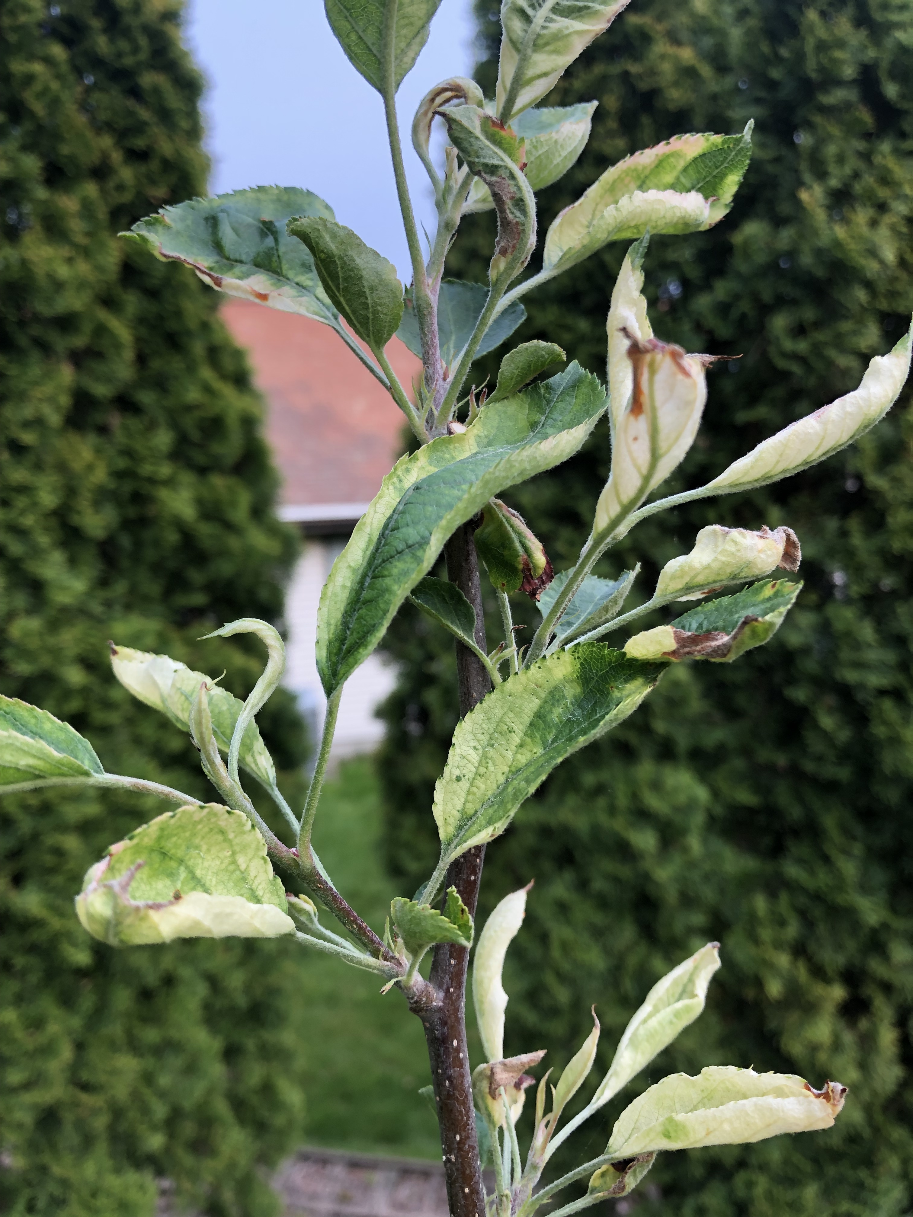 Help id this issue with my Apple tree - General Fruit Growing - Growing ...