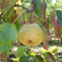 daisui li pear