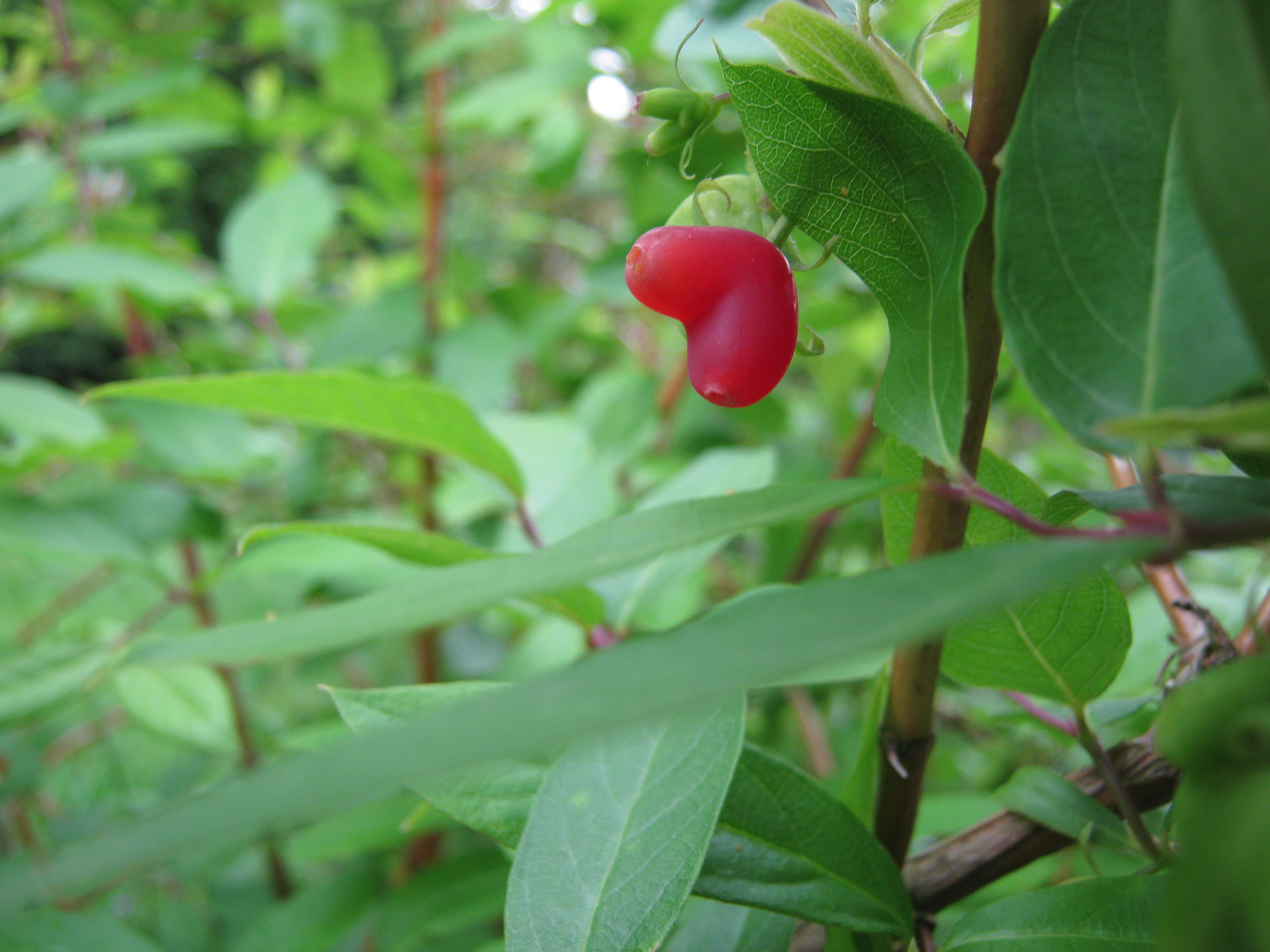 What's the verdict on Honeyberries...are they tasty? General Fruit