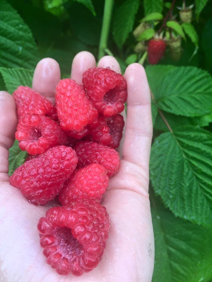 Joan J Raspberry review - General Fruit Growing - Growing Fruit