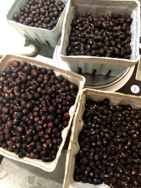 Black_Currant_07-18-2019