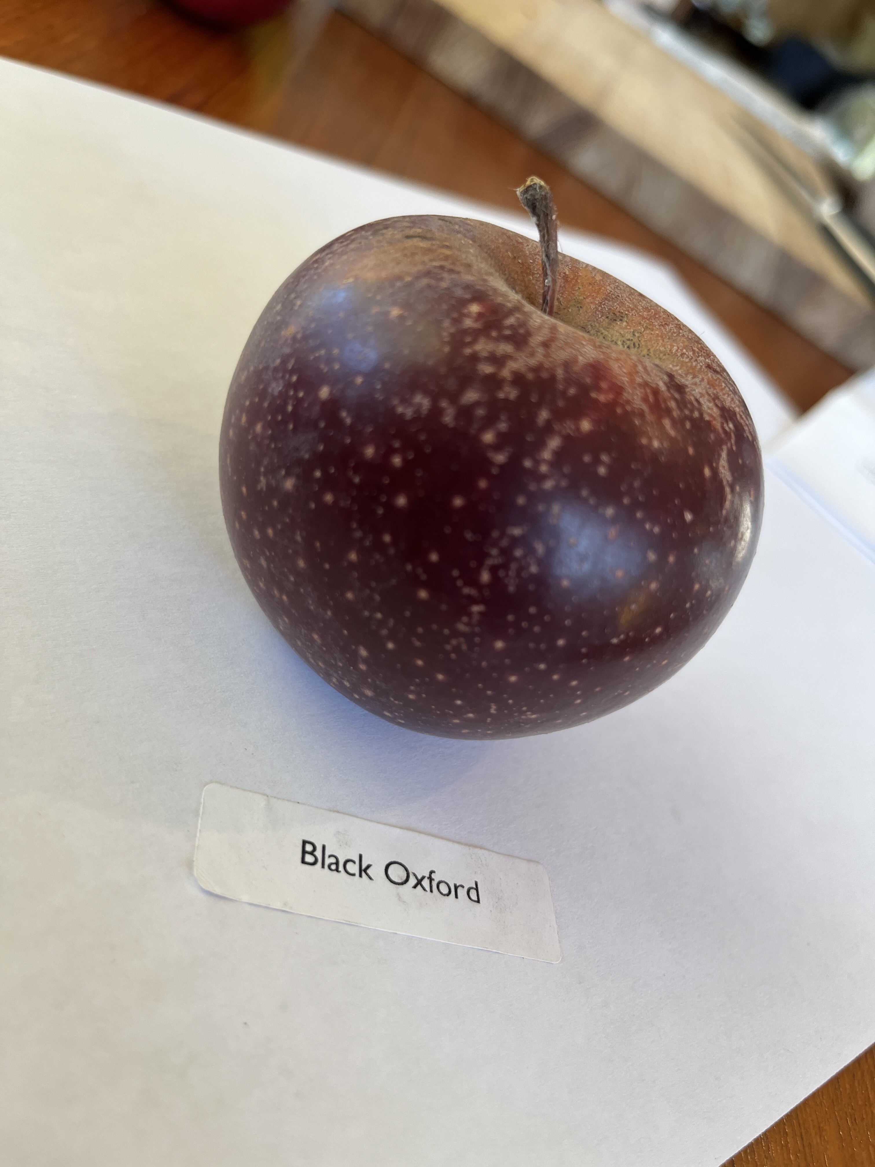 Black Oxford apple taste? General Fruit Growing Growing Fruit