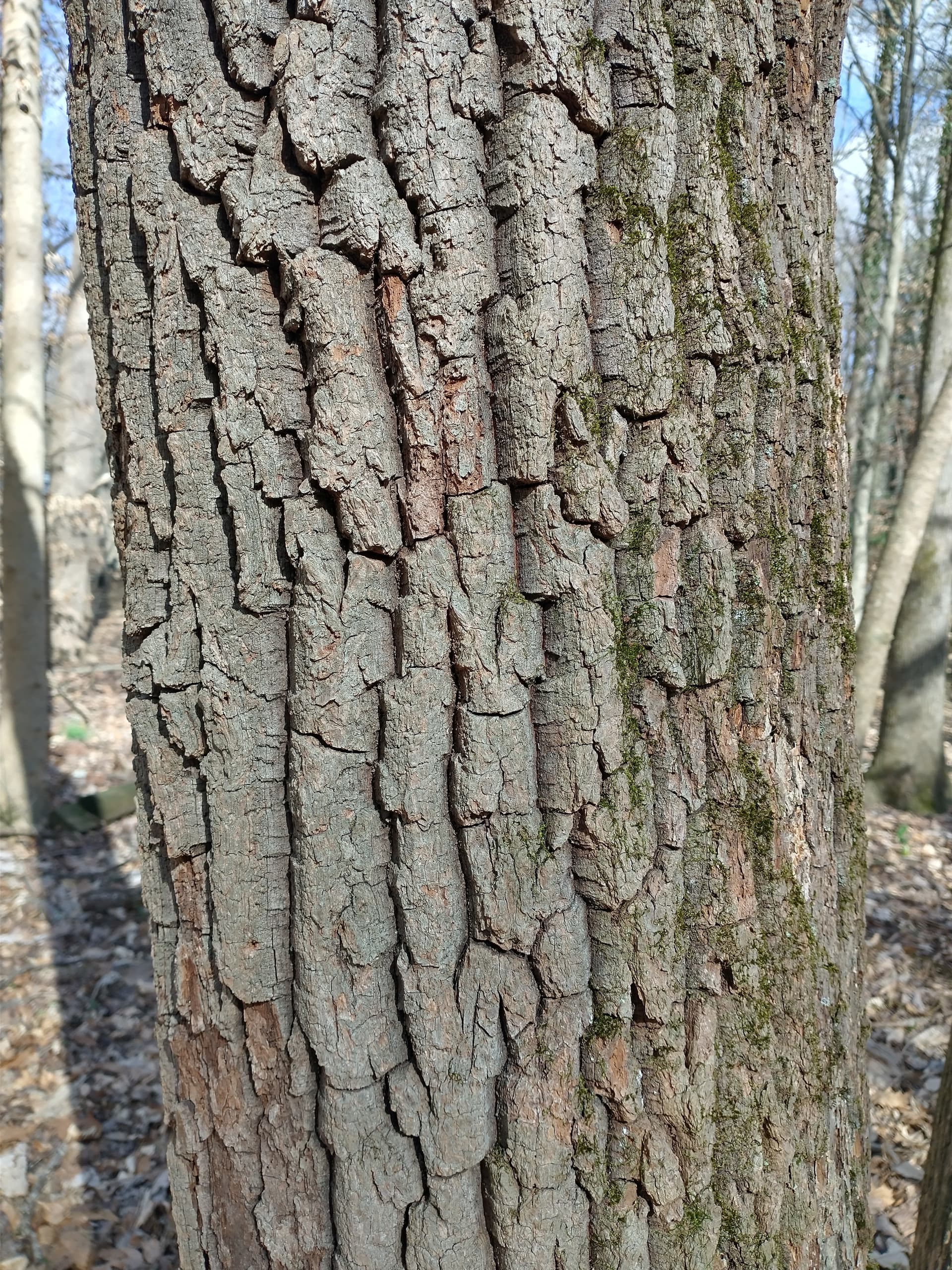Osage? A locust? Chestnut? Sassafras? - General Fruit Growing