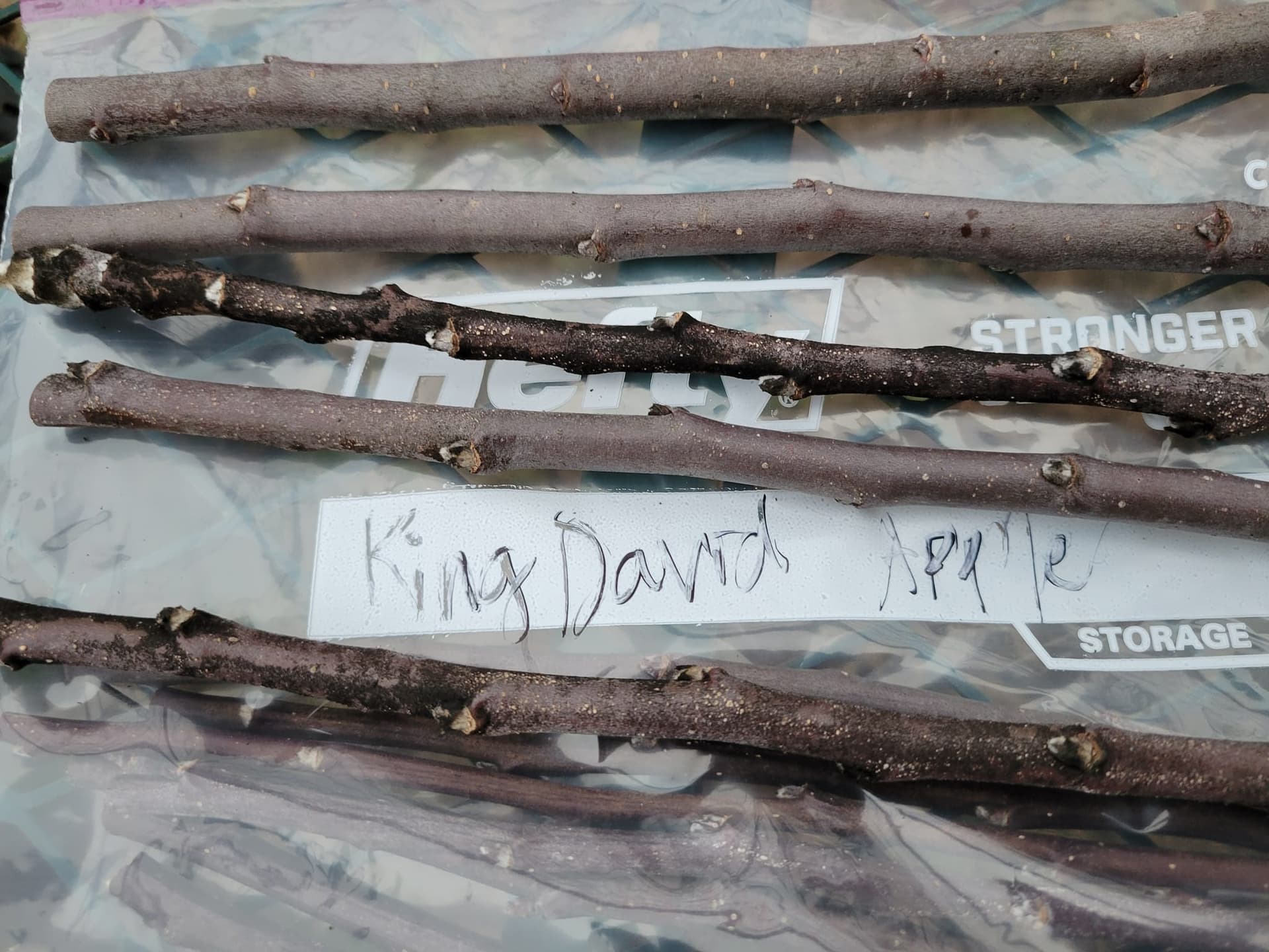 Healthy Apple Scions General Fruit Growing Growing Fruit