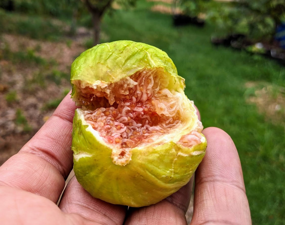 Atreano-3%20%2008-21-2019