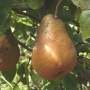 bosc pear russet