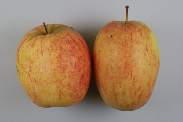 Prinzenapfel%202