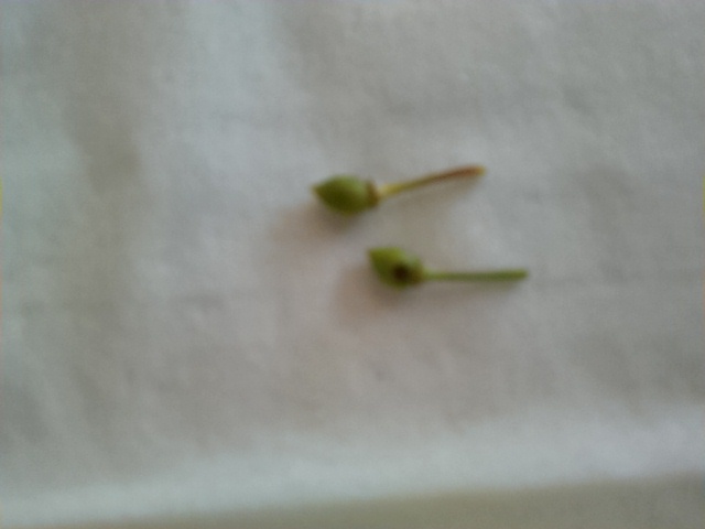 IMG_20180523_100906965