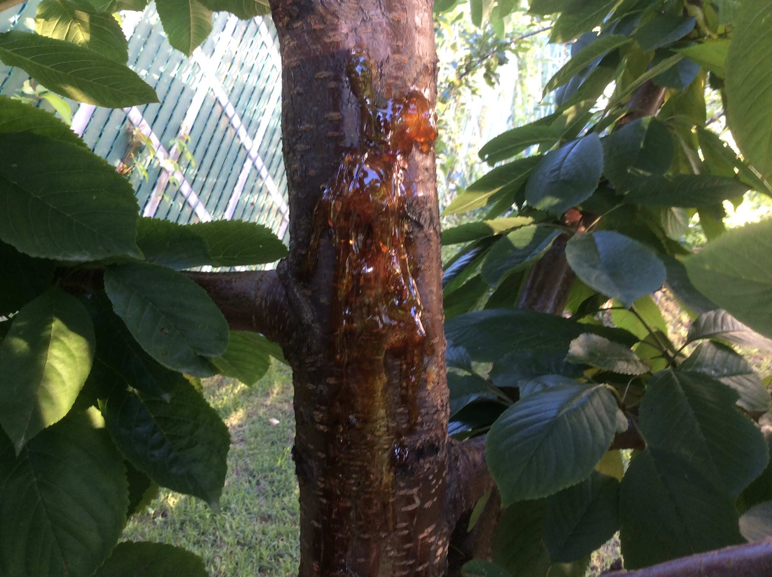 Wilt on my cherry tree again/stil General Fruit Growing Growing Fruit