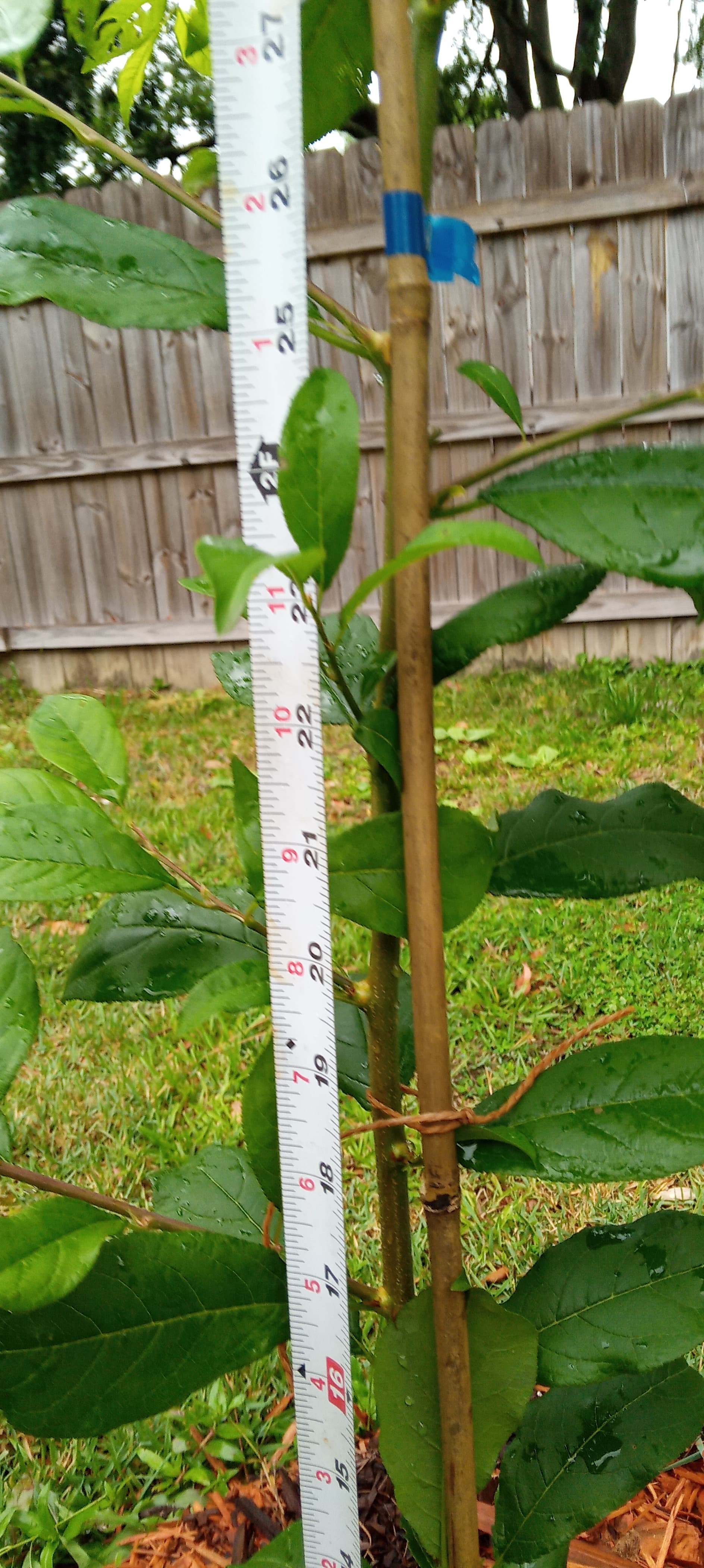 2024-spring-grafting-thread-general-fruit-growing-growing-fruit