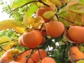 Suruga persimmon