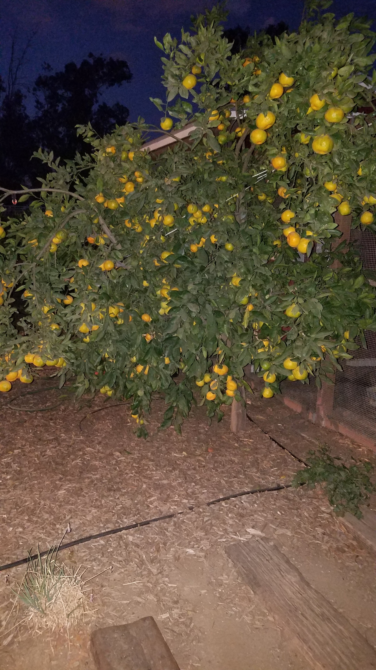 Our Lovely Satsuma Pictures! Growing Fruit