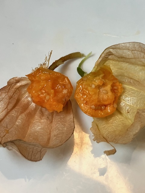 thumbnail_IMG_2434-1