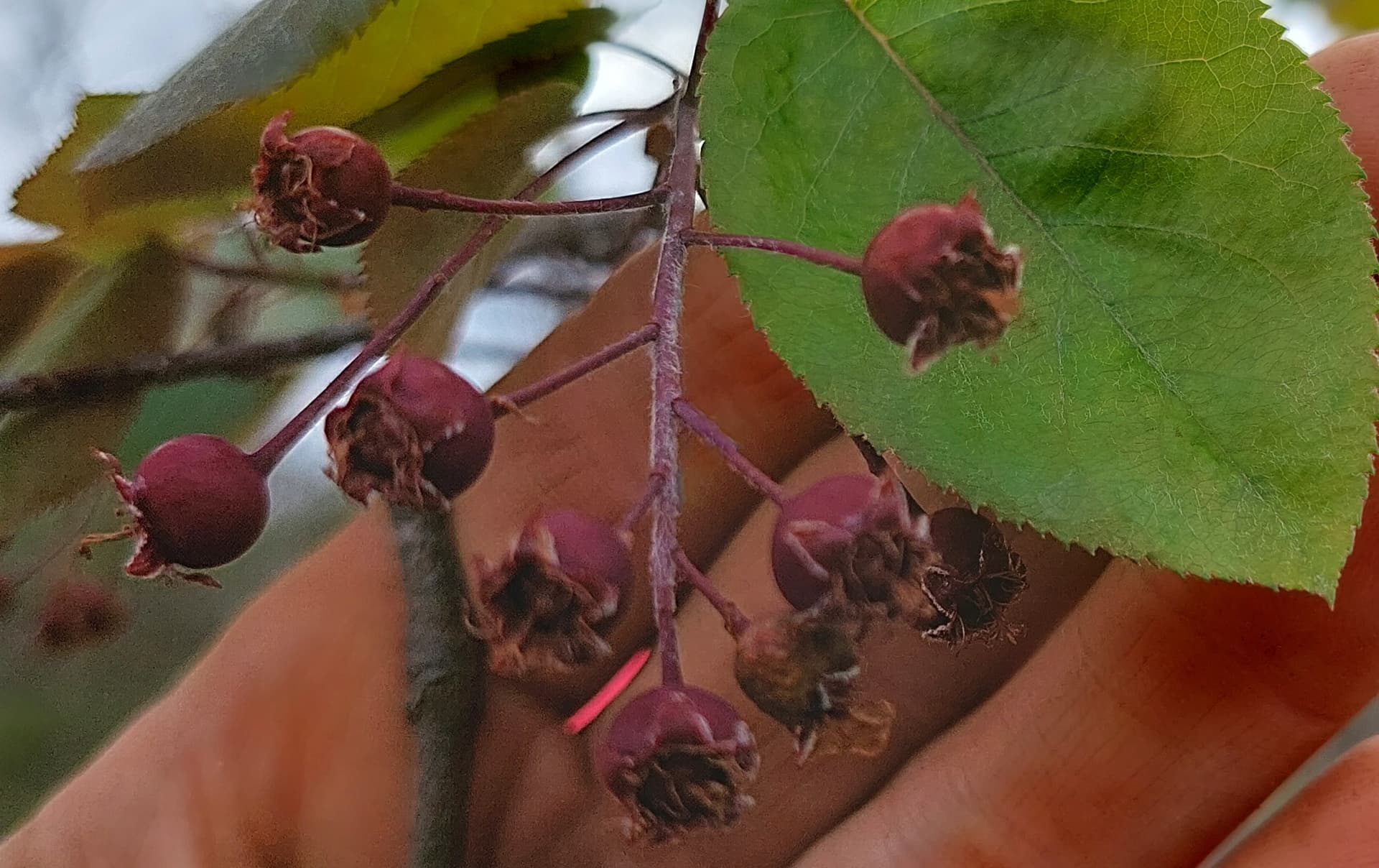 Juneberry from seed - Page 3 - General Fruit Growing - Growing Fruit