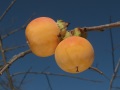 Rosseyanka persimmons in Puchheim Bavaria Germany